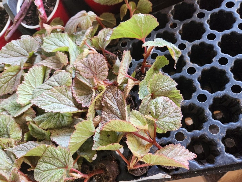 1 LiveBegonia PINK SINBAD Rooted Plant Angel Wing 4in Pot image 3