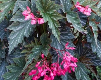 1 Live   Angel Wing/cane Lana Begonia Rooted