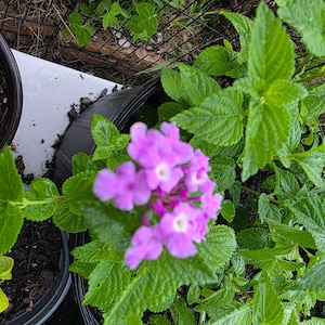 Lantana "TRAILING LAVENDER"  Live Rooted Starter  Plant