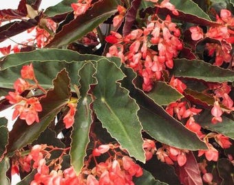 Live   Angel Wing/cane Begonia Torch Red Begonia Rooted