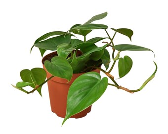 Philodendron Cordatum Heartleaf