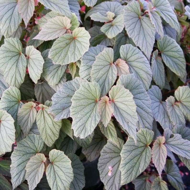 1 LiveBegonia PINK SINBAD Rooted Plant Angel Wing 4in Pot image 1