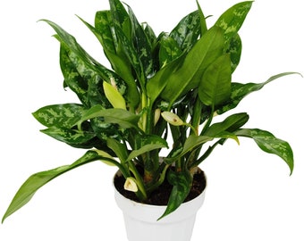 Chinese Evergreen 'Maria'