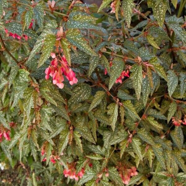 1 Live   Angel Wing Medora Begonia Rooted