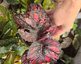 Begonia Rex  'Red PAINTED ASSORTED" Live Plant