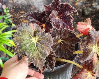 Rex Begonia Harmony Brad Thompson  LIVE Rooted Full Plant