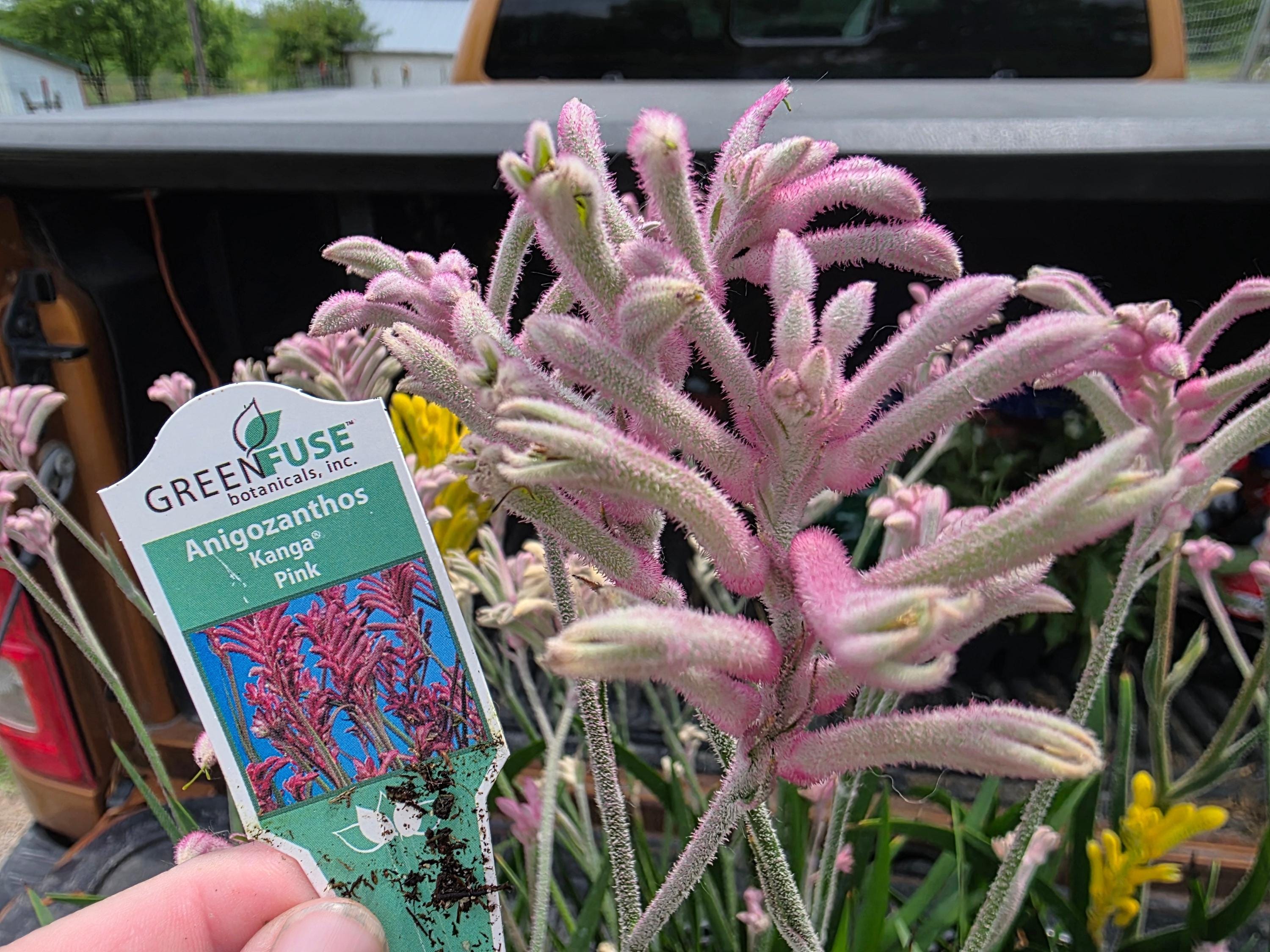 KANGAROO PAW LIVE plant Pink