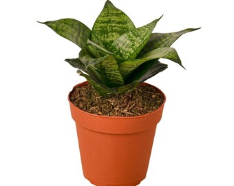 Snake Plant Black Robusta