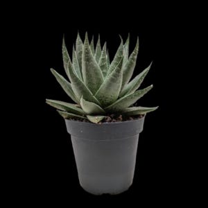 Succulent Haworthia Savanna
