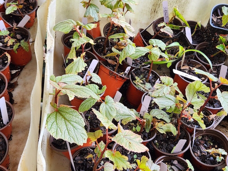 1 LiveBegonia PINK SINBAD Rooted Plant Angel Wing 4in Pot image 7