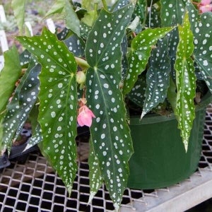 1 LiveBegonia MY SPECIAL Rooted Plant Angel Wing Cane Polka Dot Spotted image 1