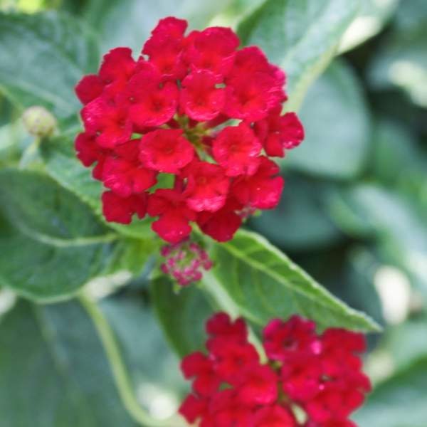 Lantana 'DARK RED" 1 Live Rooted Starter  Plant Stunning Red Color