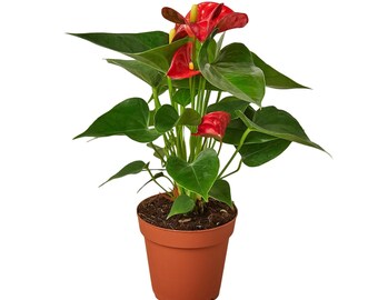 Anthurium 'Red'