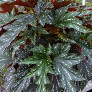 1 Live Angel Wing Sophia Begonia Rooted image 1
