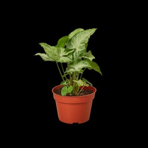 Syngonium White Butterfly