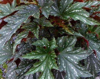 1 Live   Angel Wing/cane Sophia Begonia Rooted