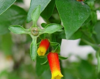 Candy Corn Vine Rooted Starter Plant about 2 inches tall 1 Live Plant RARE