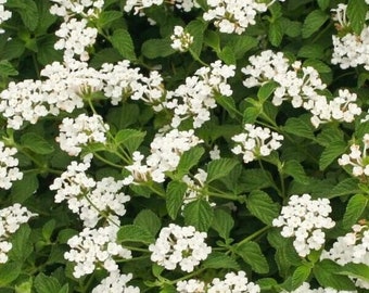 Lantana "TRAILING WHITE" 1 Live Rooted Starter  Plant