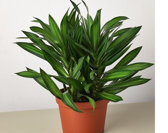 Dracaena 'Song of Jamaica'