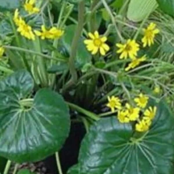 1 LIVE Plant Farfugium  Japonica Gigantea Tractor Seat Starter ROOTED