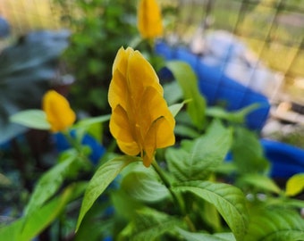Pachystachys lutea .. Yellow/Golden Shrimp Plant rooted 3+in tall