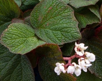 1 Live Begonia Morocco Rooted  Plant aka Fancy/Painted Leaf Rhizomatous