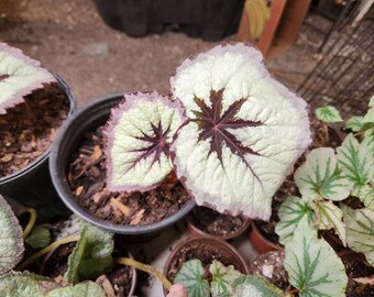 Rex Begonia Harmony's  Fire Woman