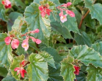 1 Live   Angel Wing Richmondensis Begonia Rooted