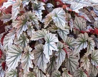 1 LiveBegonia LOOKING GLASS Rooted Plant Angel Wing Cane