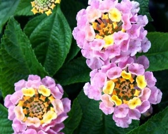 Lantana "WAGON WHEEL PINK" 1 Live Rooted Starter  Plant