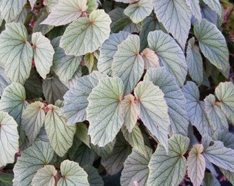 1 LiveBegonia PINK SINBAD Rooted  Plant Angel Wing  4in Pot