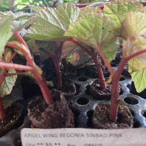 1 LiveBegonia PINK SINBAD Rooted Plant Angel Wing 4in Pot image 2