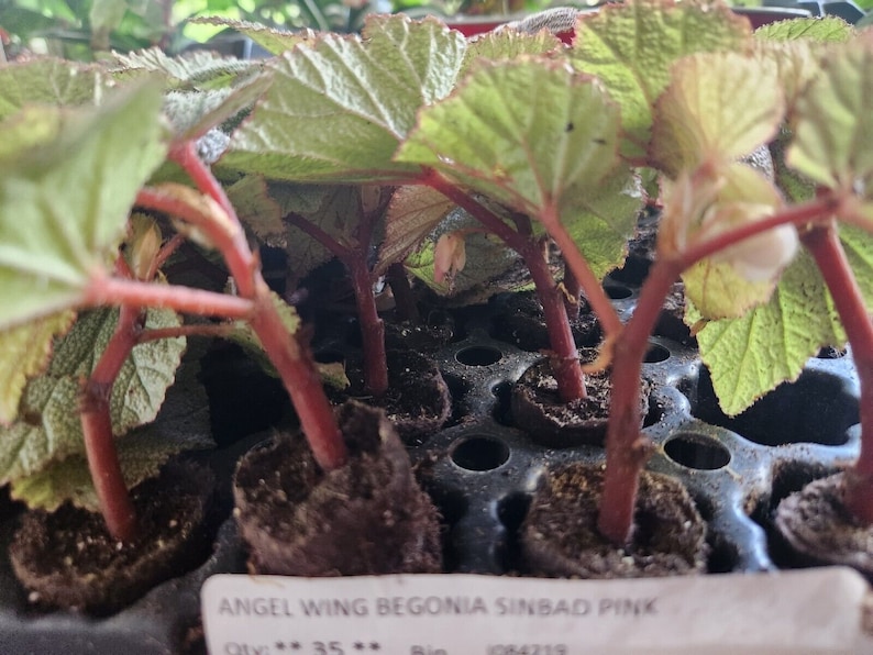 1 LiveBegonia PINK SINBAD Rooted Plant Angel Wing 4in Pot image 2