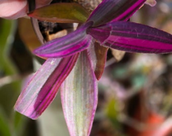 Pallida Purple Variegata Inch Plant