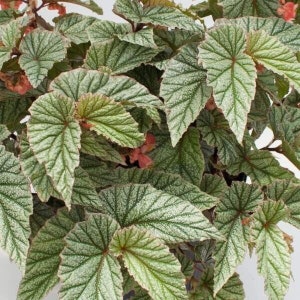 1 Live   Angel Wing Begonia Frosty Rooted