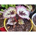 see more listings in the Rex Begonias section