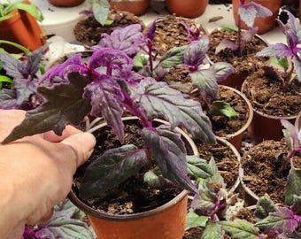 1 live rooted  RARE Purple Passion  (Gynura Aurantiaca) purple velvet