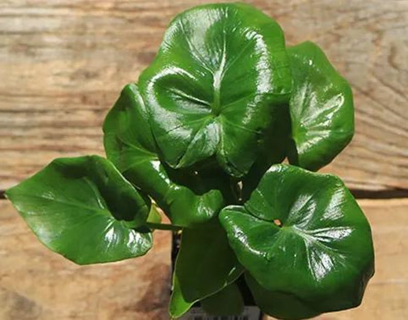 Philodendron ATOM. 2-3 inch starter plant. image 1