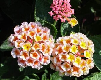 Lantana 'PEACHES " 1 Live Rooted Starter  Plant Soft Pretty  Color