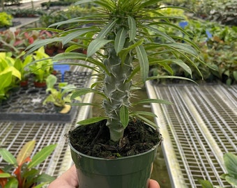 Pachypodium 'lamerei' (Madagascar Palm)