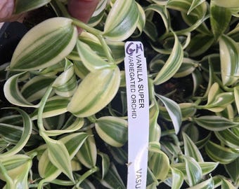 SMALL ESTABLISHED Super WHITE Variegated Vanilla planifolia Orchid
