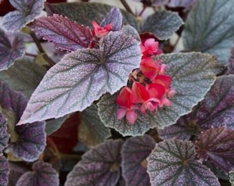 1 Live Begonia MISS MUMMEY Rooted  Plant Angel Wing Cane