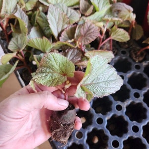 1 LiveBegonia PINK SINBAD Rooted Plant Angel Wing 4in Pot image 4