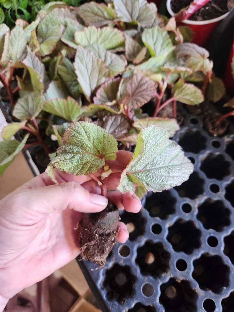1 LiveBegonia PINK SINBAD Rooted Plant Angel Wing 4in Pot image 4