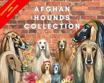 Conjunto de gráficos PNG de lebrel afgano: ilustraciones digitales para amantes de los perros