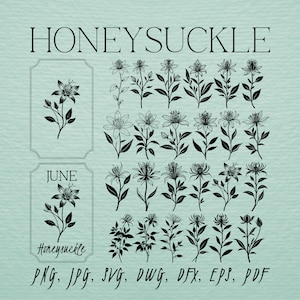 May include: Black and white line art illustrations of honeysuckle flowers. The illustrations are arranged in a grid pattern. The text "HONEYSUCKLE" is at the top of the image. The text "JUNE" is in the middle of the image. The text "Honeysuckle" is at the bottom of the image. The text "PNG, JPG, SVG, DWG, DFX, EPS, PDF" is at the bottom of the image.