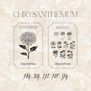 Chrysantheme SVG Bundle, Chrysantheme PNG Grafik-Set, November Geburt Blumen-Kollektion, 12 schwarze Grafik-Silhouetten, Blumenschnitt-Datei EPS