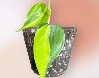 Philodendron Brazil. Houseplants. Easy Plants. Rooted and colorful.