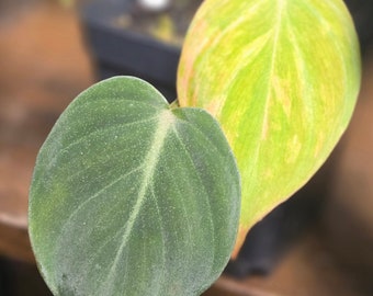 Aurea Variegated Mican Philodendron ~ houseplant ~ Rare ~ Colorful Leaves ~ Rooted 3" nursery pot