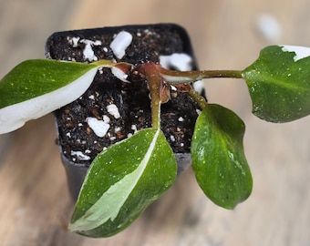 White Wizard Philodendron ~ Splashy Colors ~ Rooted ~ Big Leaves ~ Rooted and Healthy ~ Actual Plant in Photo ~